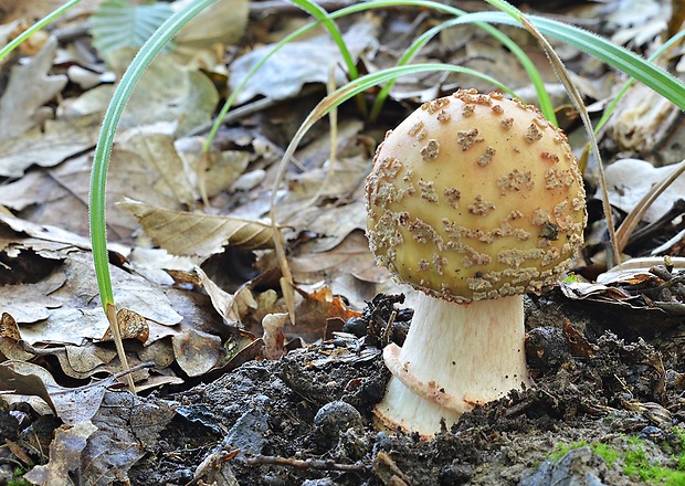 muchotrávka červenkastá Amanita rubescens Pers.