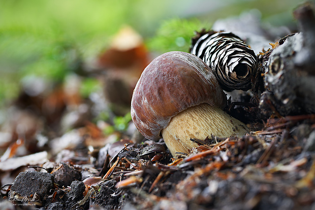 hríb sosnový Boletus pinophilus Pil. et Dermek in Pil.