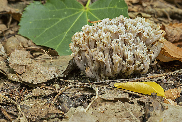 konárovka hrebenitá Clavulina coralloides (L.) J. Schröt.