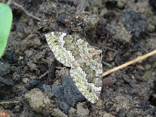 piadivka olivovozelená Colostygia olivata