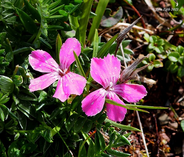 klinček ľadovcový Dianthus glacialis Haenke