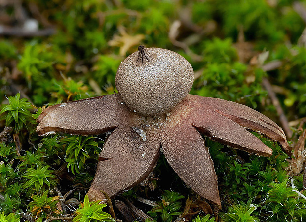 hviezdovka drsná Geastrum campestre Morgan