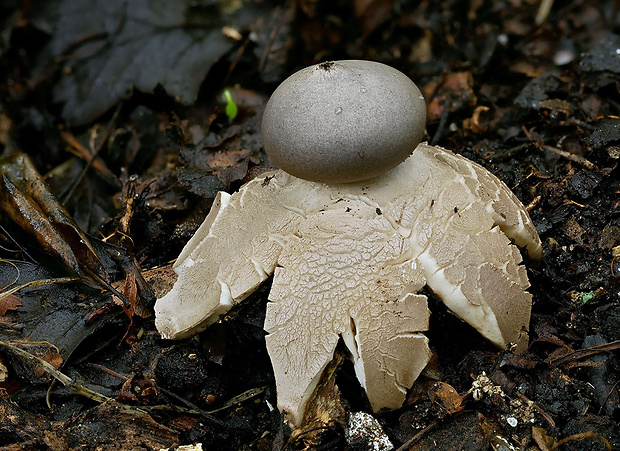 hviezdovka tmavá Geastrum coronatum Pers.