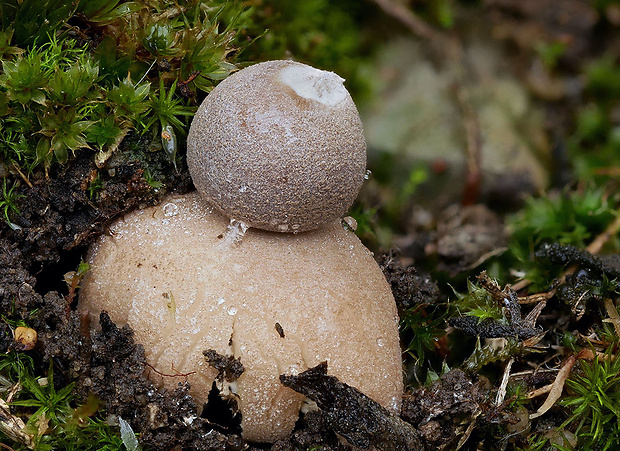 hviezdovka Geastrum dolomiticum Finy, Dima & V. Papp