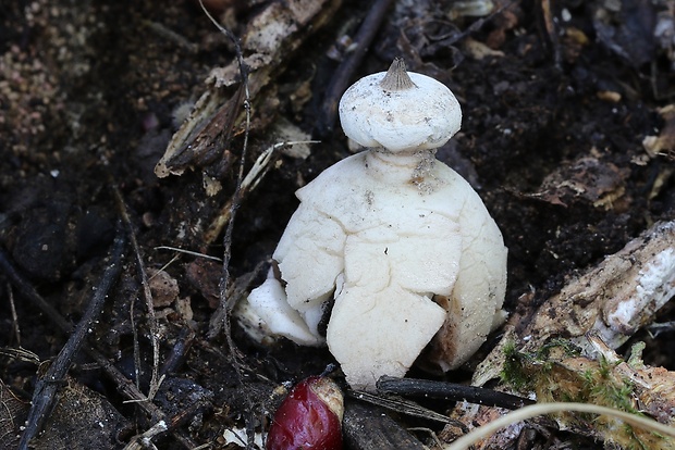 hviezdovka golierikovitá Geastrum striatum DC.