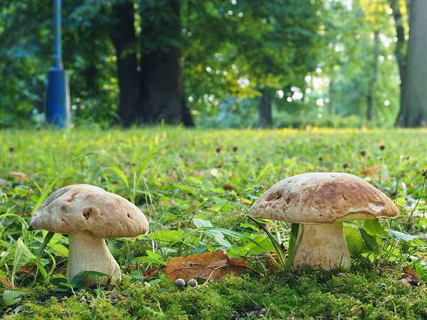 hríb jamkatý Hemileccinum depilatum (Redeuilh) Šutara