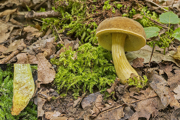 suchohríb Engelov Hortiboletus engelii (Hlaváček) Biketova & Wasser