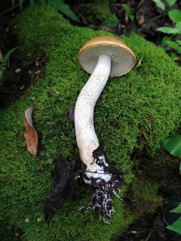 kozák osikový Leccinum albostipitatum den Bakker & Noordel.