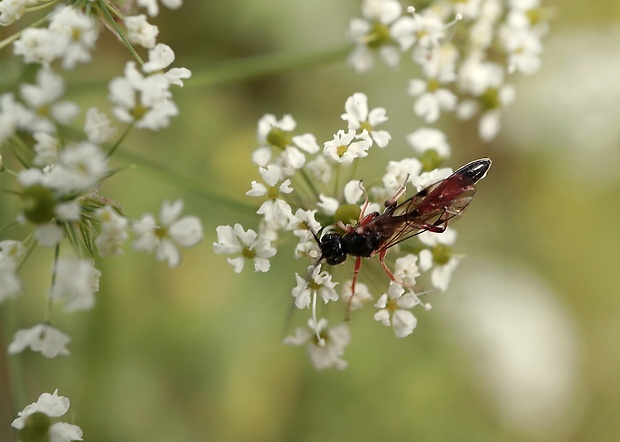 lumok Lissonota sp.