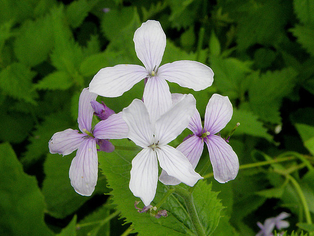 mesačnica trváca Lunaria rediviva L.