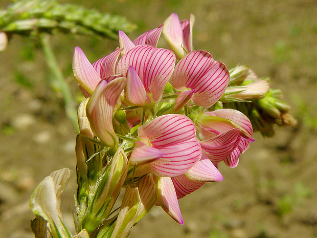 vičenec vikolistý Onobrychis viciifolia Scop.