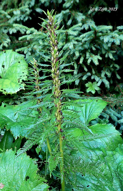 všivec karpatský Pedicularis hacquetii Graf