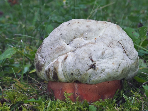 hríb satanský Rubroboletus satanas f. satanas (Lenz) Kuan Zhao & Zhu L. Yang