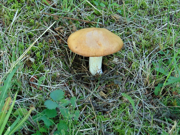 masliak zrnitý Suillus granulatus (L.) Roussel