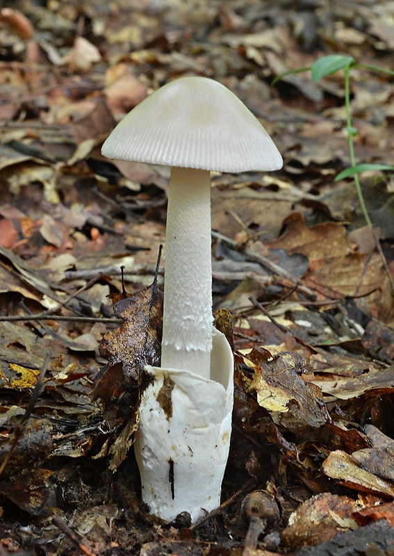 muchotrávka pošvatá biela Amanita vaginata var. alba Gillet