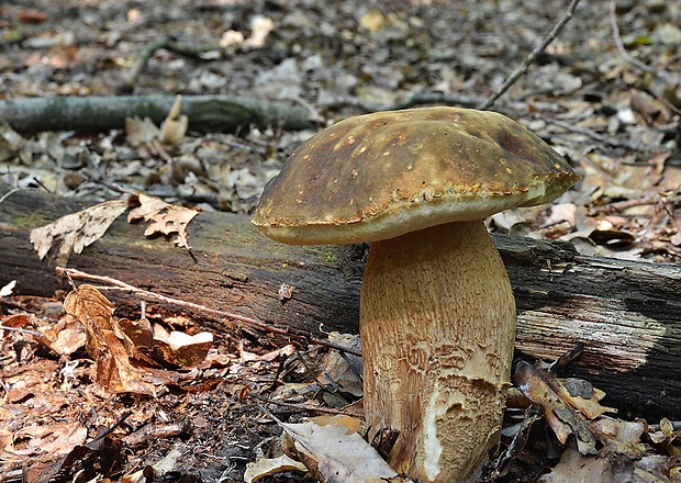 hríb bronzový Boletus aereus Bull. ex Fr.