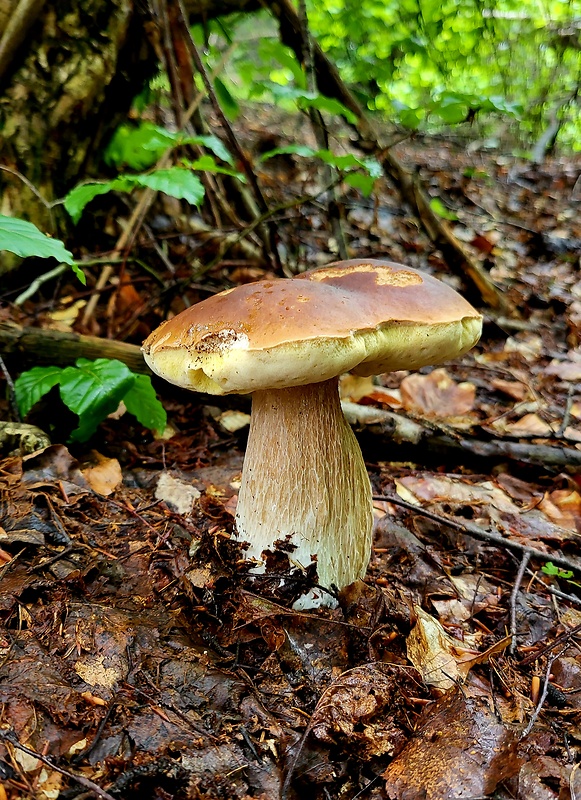 hríb smrekový Boletus edulis Bull.