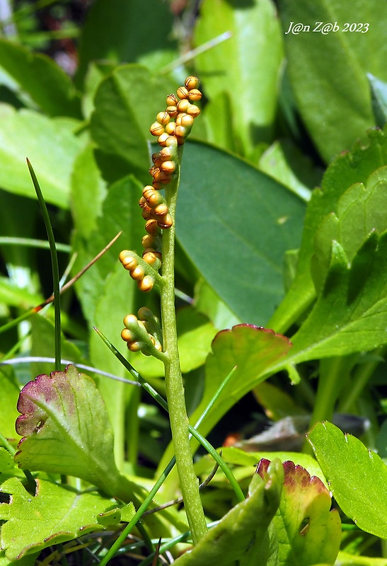 vratička mesiačikovitá Botrychium lunaria (L.) Sw.