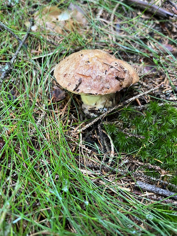 hríb horský Butyriboletus subappendiculatus (Dermek, Lazebn. & J. Veselský) D. Arora & J.L. Frank