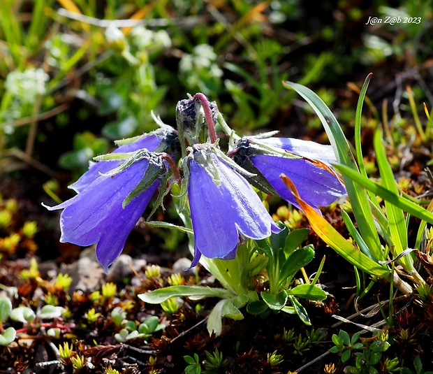 zvonček alpínsky Campanula alpina Jacq.