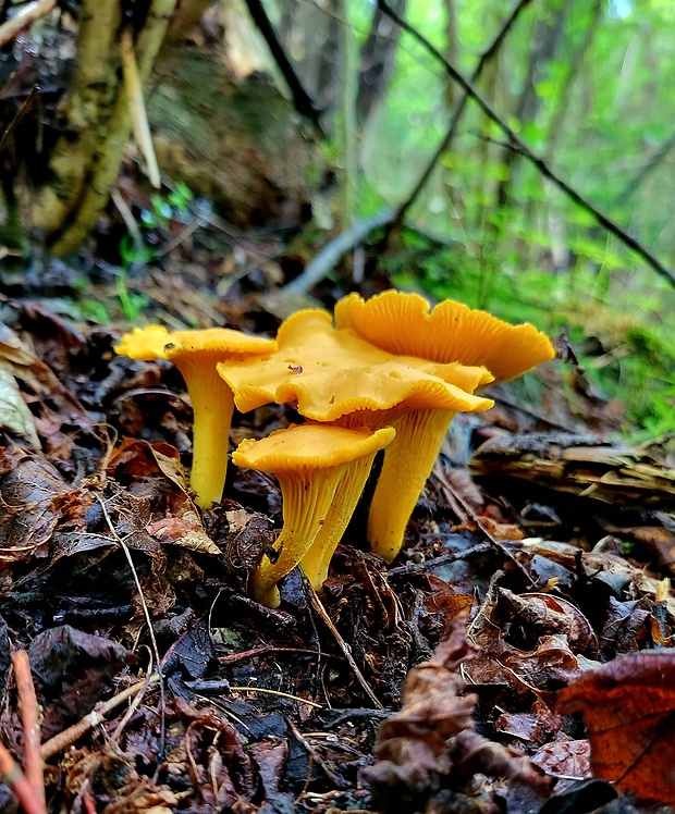 kuriatko jedlé Cantharellus cibarius Fr.