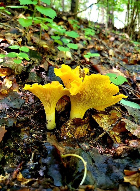 kuriatko bledé Cantharellus pallens Pilát