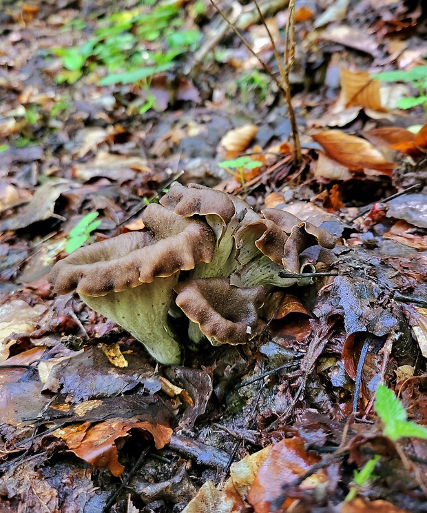 lievik trúbkovitý Craterellus cornucopioides (L.) Pers.