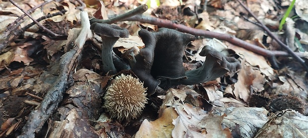 lievik trúbkovitý Craterellus cornucopioides (L.) Pers.