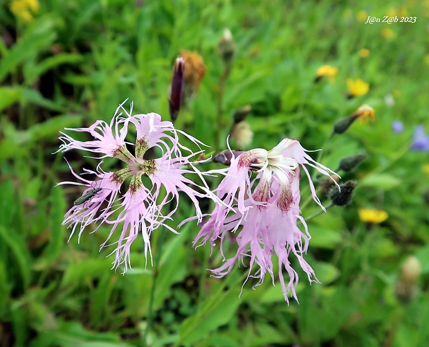 klinček pyšný alpský Dianthus superbus subsp. alpestris (Kablík. ex Uechtr.) Čelak.