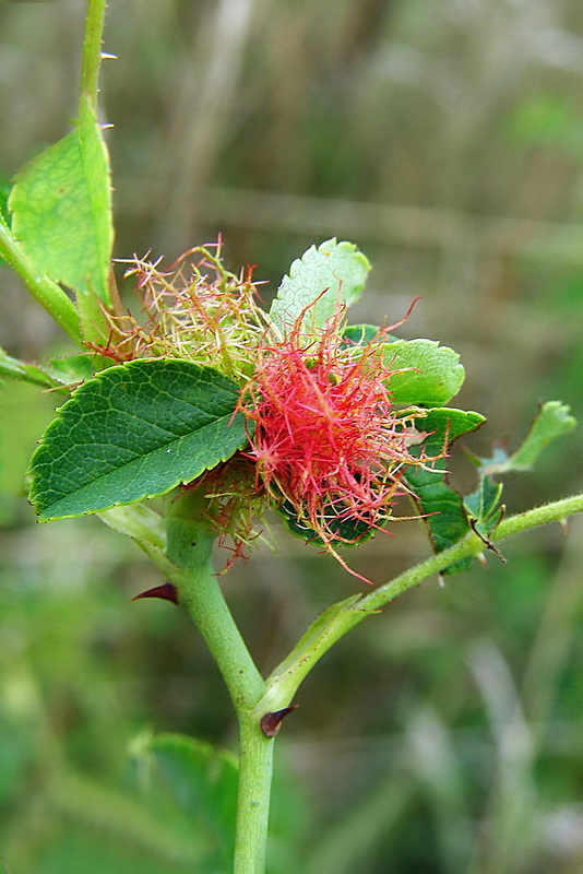 hrčiarka ružová Diplolepis rosae