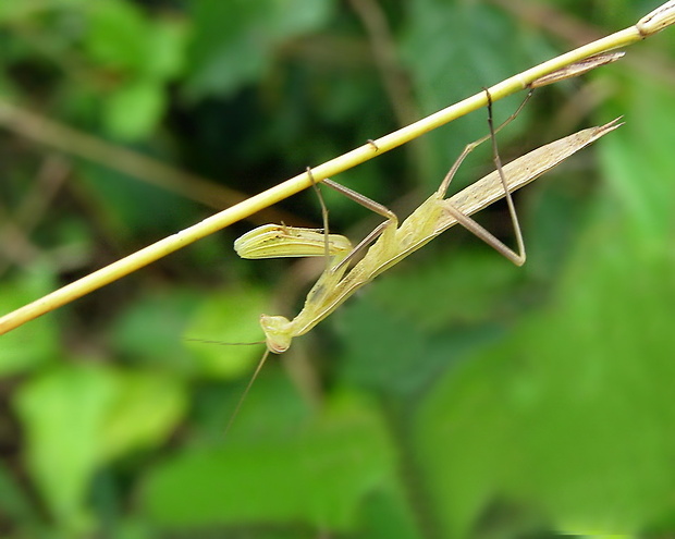 modlivka zelená Mantis religiosa