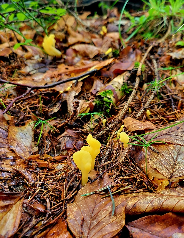 lopatička žltkastá Spathularia flavida Pers.