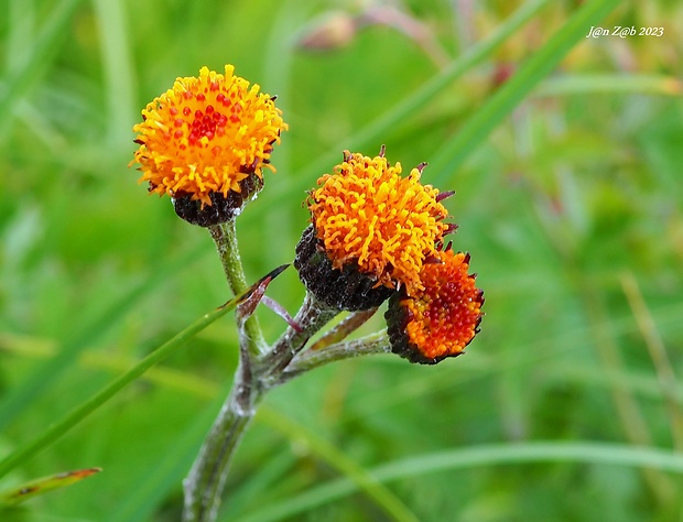 popolavec hlavatý Tephroseris capitata (Wahlenb.) Griseb. et Schenk