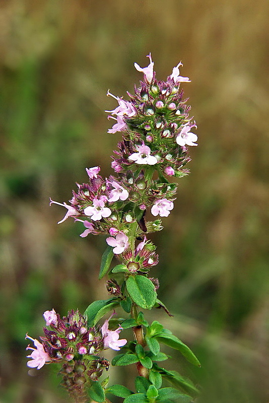 dúška materina Thymus serpyllum L.