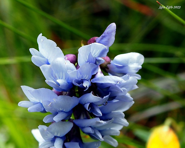 kozinec nórsky Astragalus norvegicus Weber