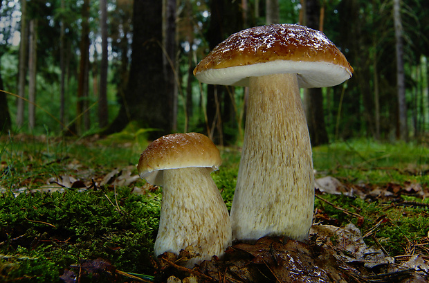 hríb smrekový Boletus edulis Bull.