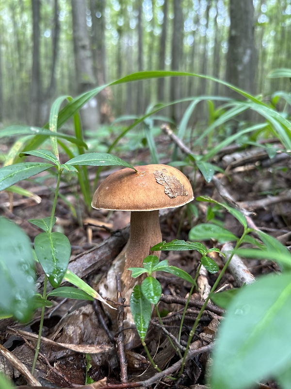 hríb dubový Boletus reticulatus Schaeff.