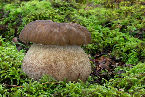 hríb dubový Boletus reticulatus Schaeff.