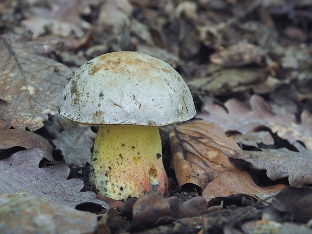 hríb striebristý Butyriboletus fechtneri (Velen.) D. Arora & J.L. Frank