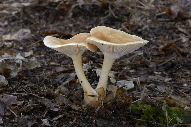 strmuľka lievikovitá Clitocybe gibba (Pers.) P. Kumm.