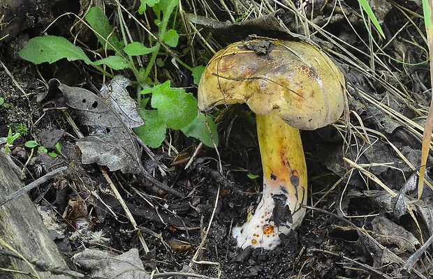 hríb modrejúci Cyanoboletus pulverulentus (Opat.) Gelardi, Vizzini & Simonini