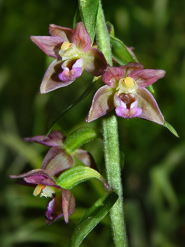 kruštík širokolistý pravý Epipactis helleborine subsp. helleborine (L.) Crantz