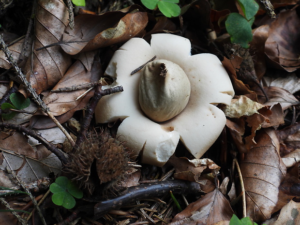 hviezdovka strapkatá Geastrum fimbriatum Fr.