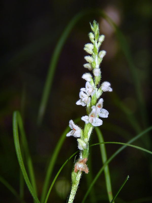 smrečinovec plazivý Goodyera repens (L.) R. Br.