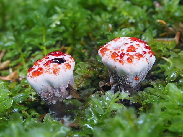 jelenkovka pálčivá Hydnellum peckii Banker