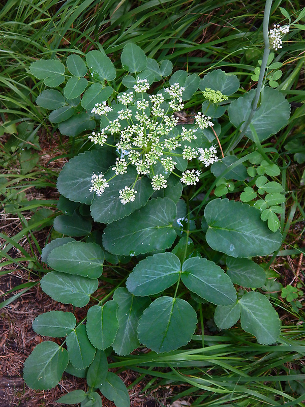 lazerník širokolistý Laserpitium latifolium L.