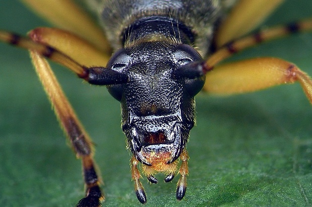 fuzáč škvrnitý (sk) / tesařík skvrnitý (cz) Leptura maculata (Poda, 1761)