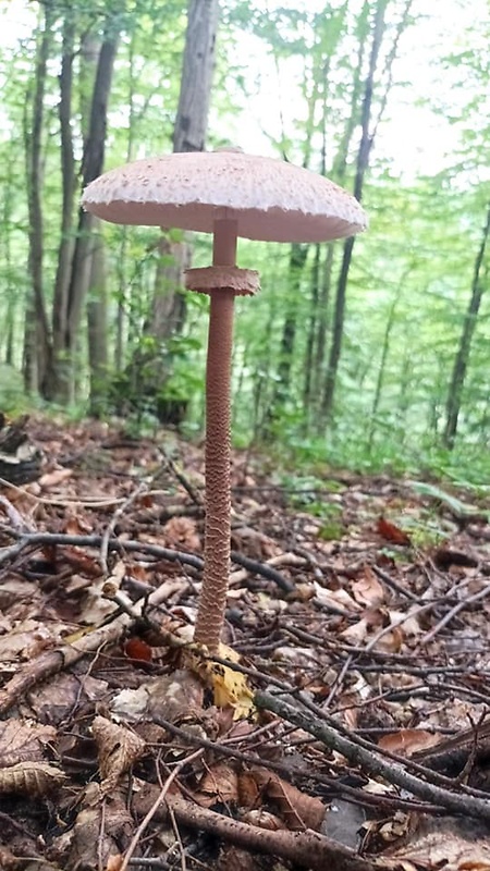 bedľa vysoká Macrolepiota procera (Scop.) Singer