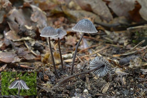 prilbička sivolupeňová Mycena aetites (Fr.) Quél.