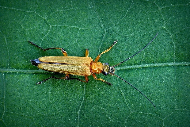 stehnáč (sk) / stehenáč nahnědlý (cz) Oedemera podagrariae (Linnaeus, 1767)